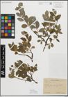 Foto von Salix myrsinifolia Salisb.